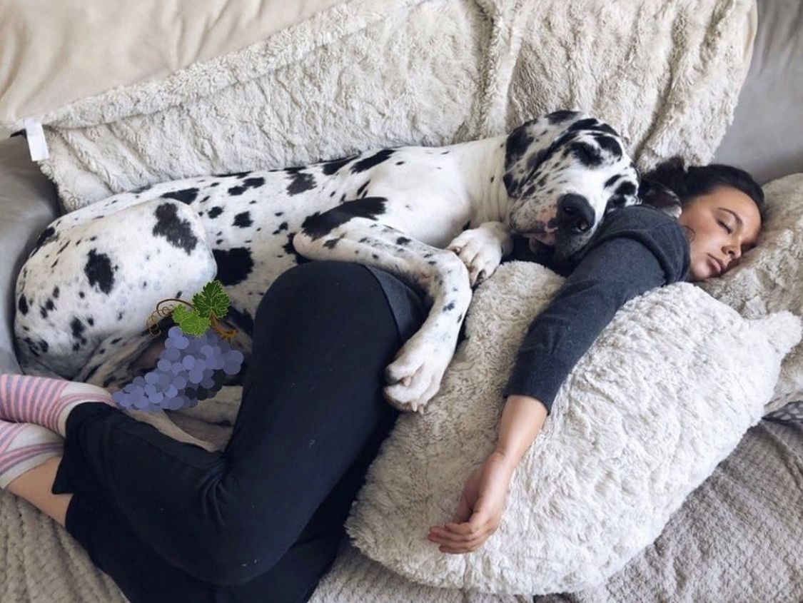 Mainely Danes family and Great Danes