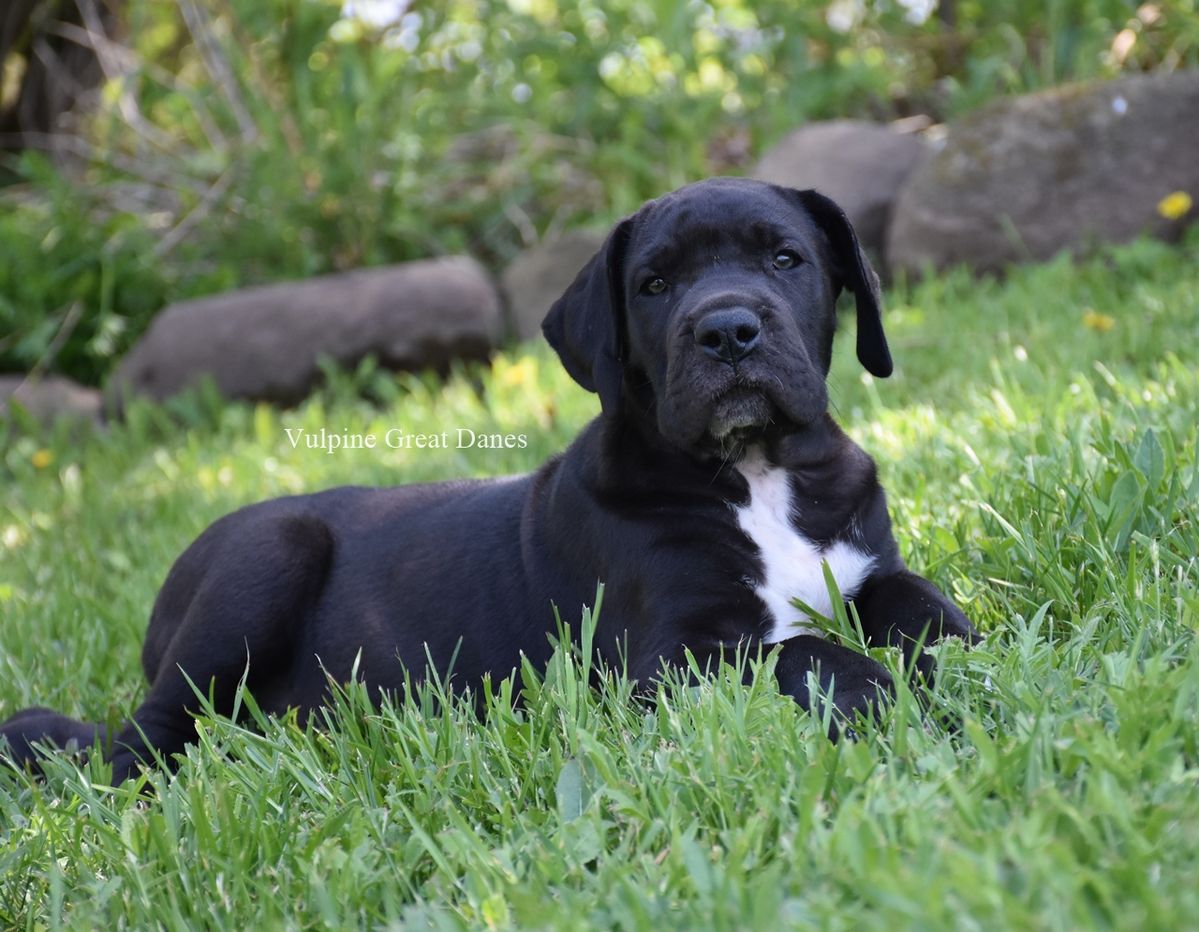 Black Great Dane