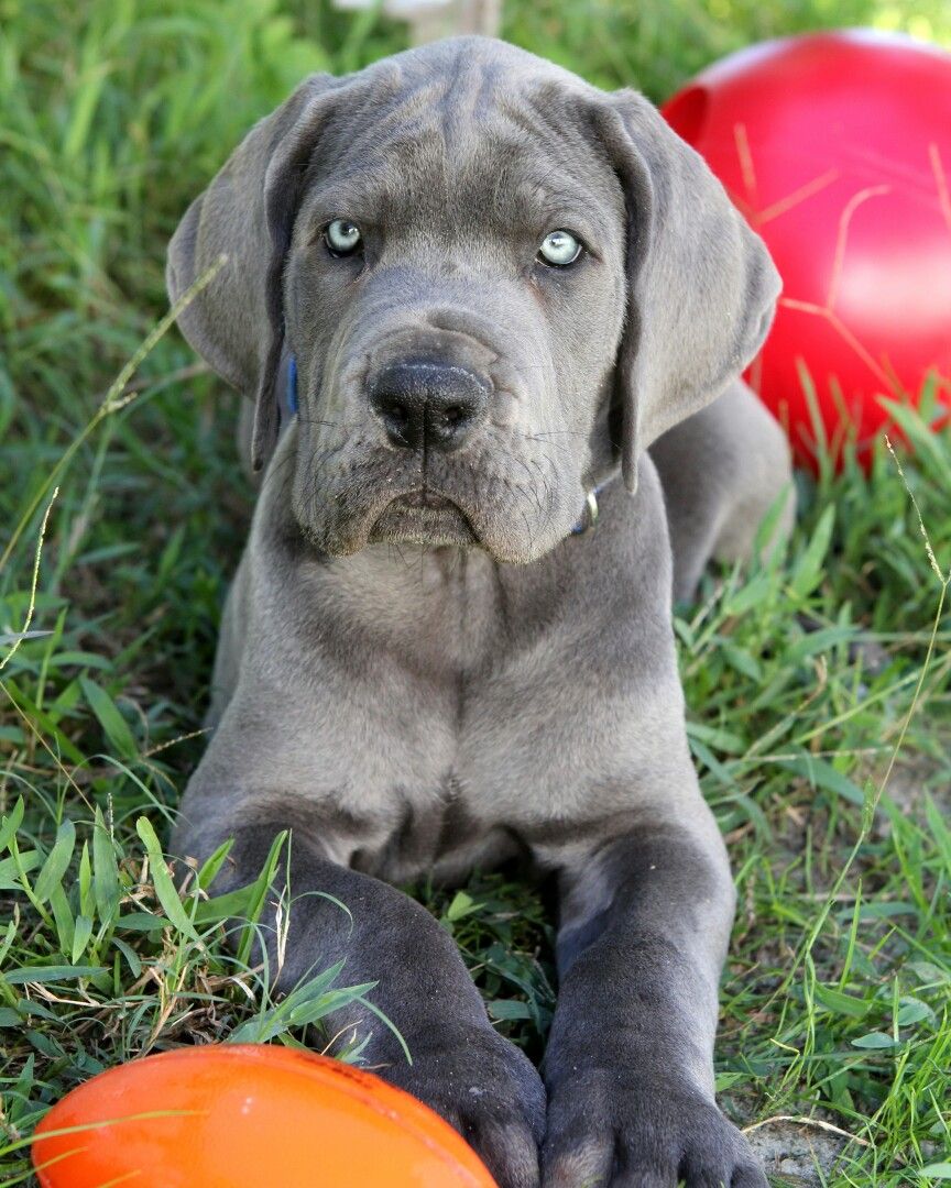 Blue Great Dane