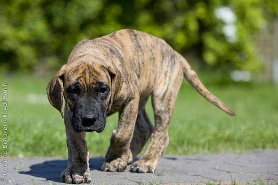 Brindle Great Dane Image