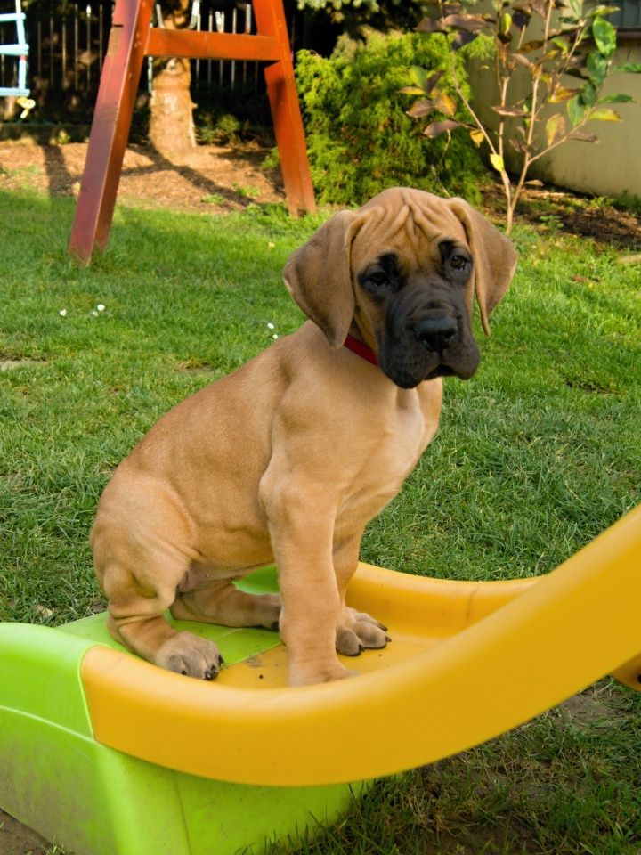Fawn Great Dane