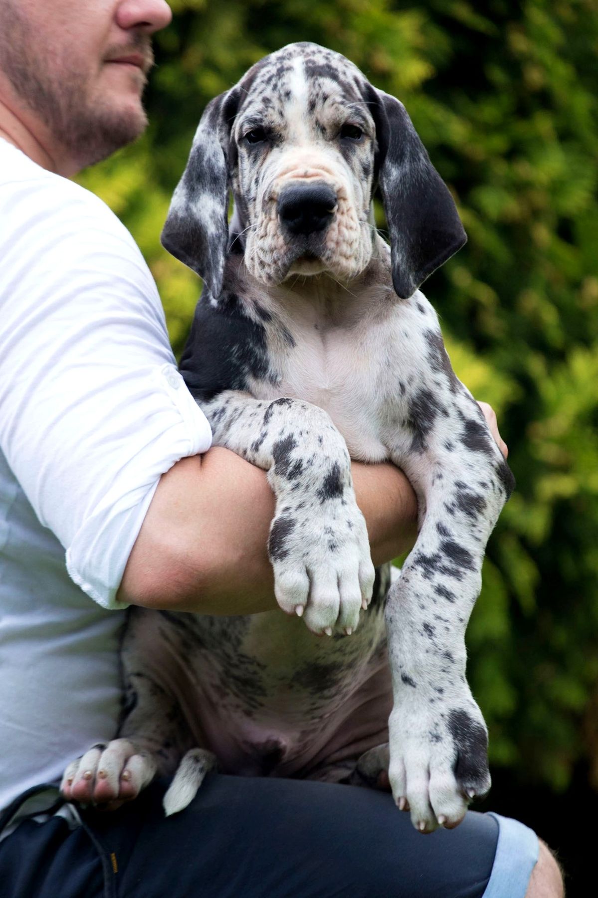 Harlequin Great Dane
