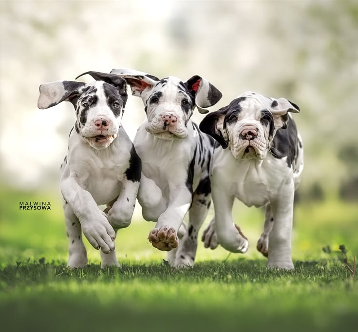 Home-raised Great Dane puppies