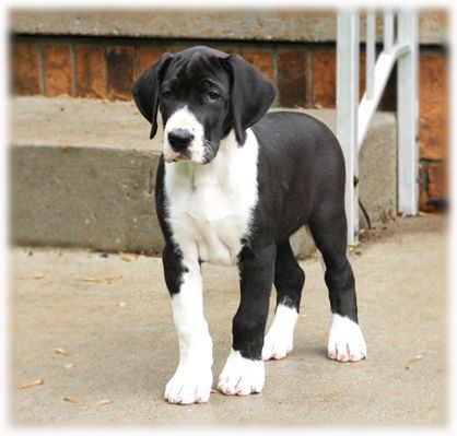Mantle Great Dane