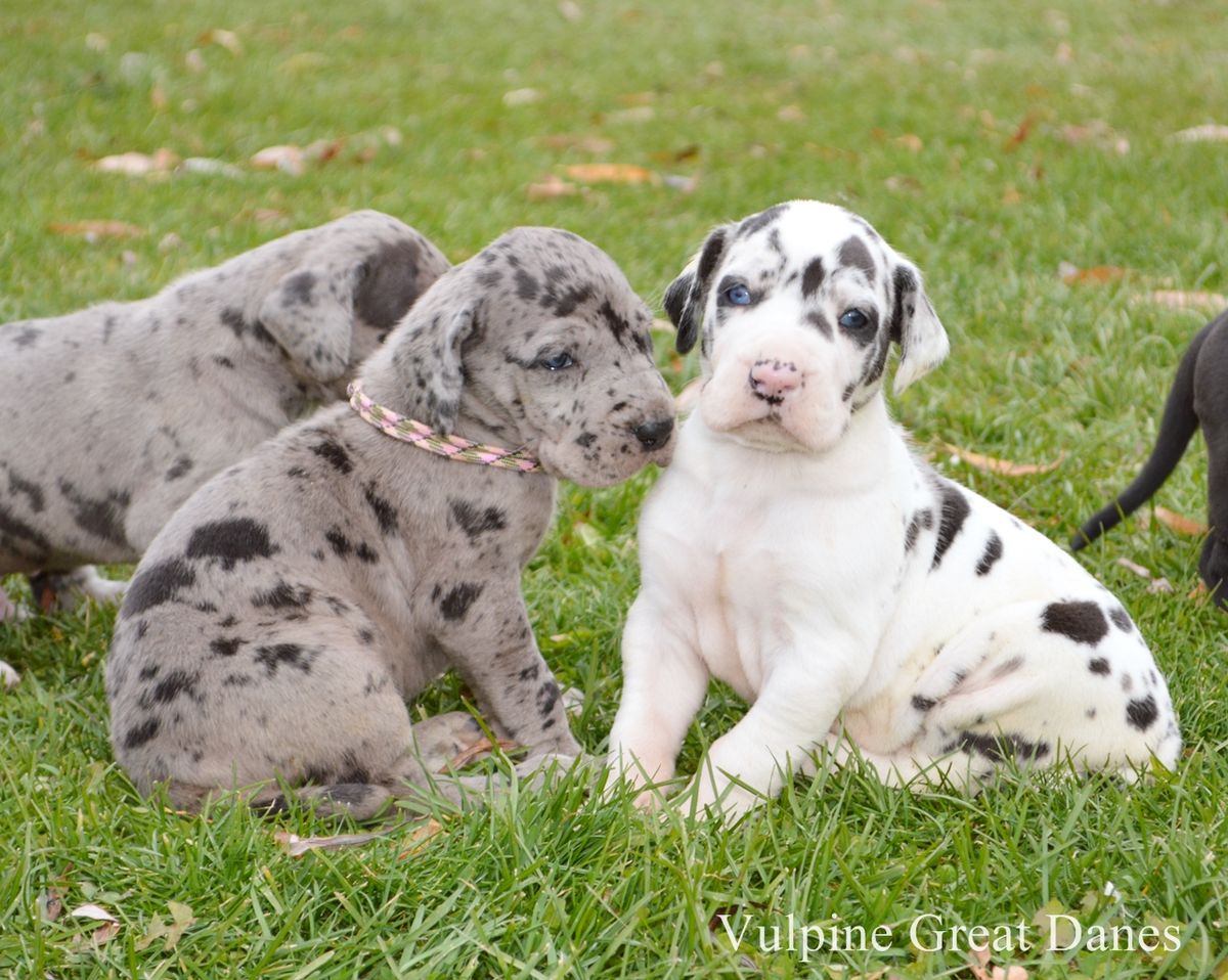 Merle Great Dane